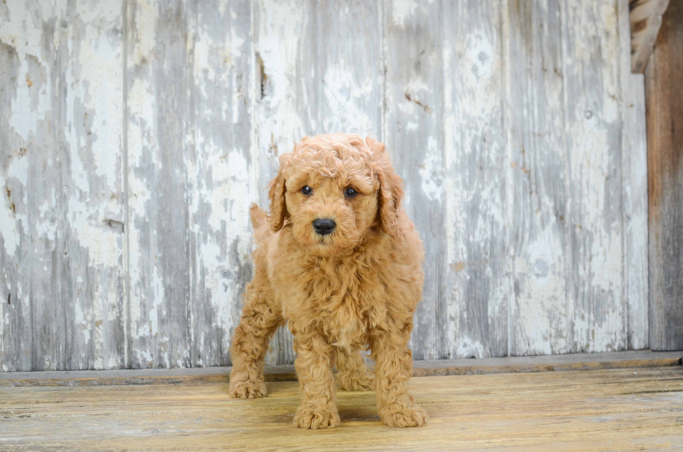 Mini Goldendoodle Puppy for Adoption