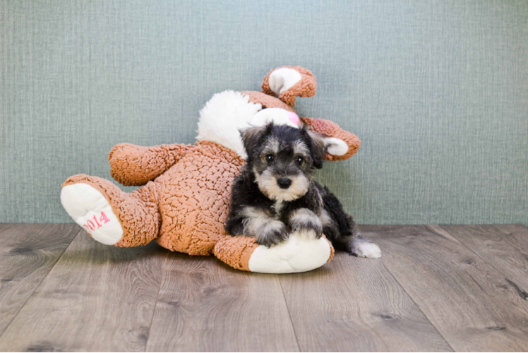 Best Mini Schnauzer Baby