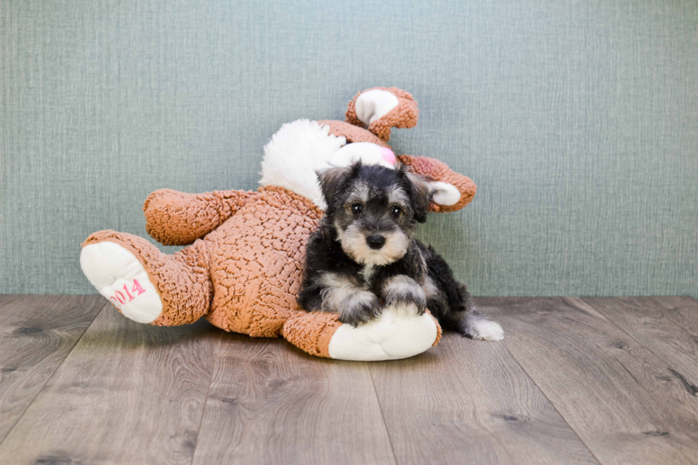 Best Mini Schnauzer Baby