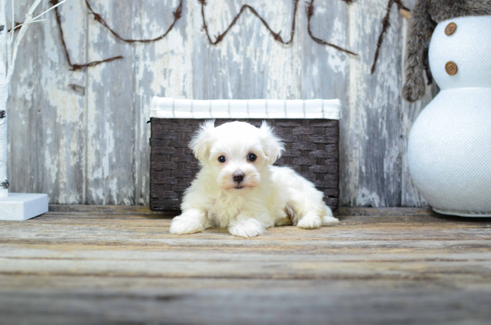 Petite Havanese Purebred Puppy