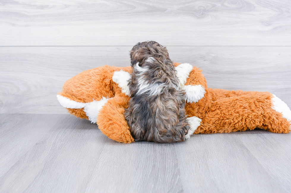 Petite Teddy Bear Designer Pup