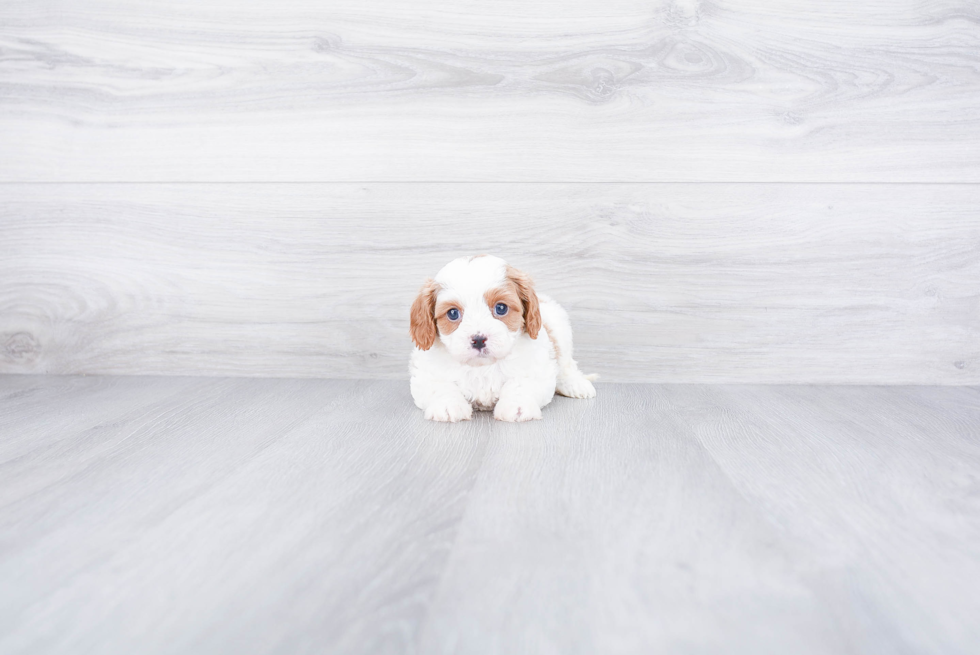 Best Cavapoo Baby