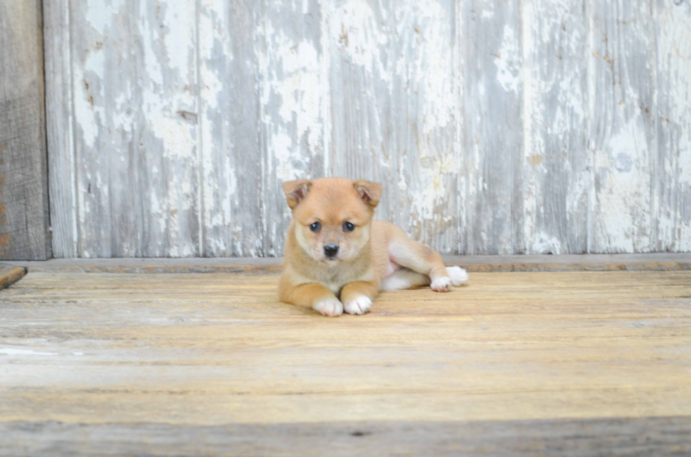 Funny Pomeranian Purebred Pup