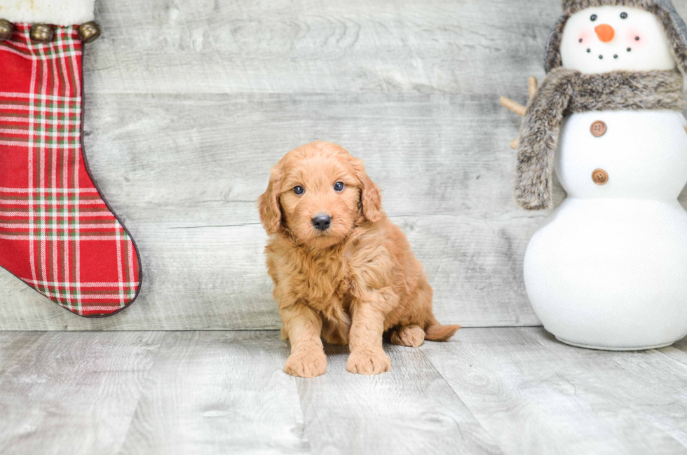 Fluffy Mini Goldendoodle Poodle Mix Pup