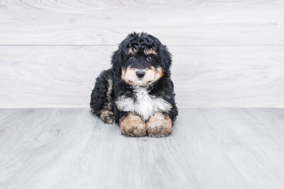 Best Mini Aussiedoodle Baby