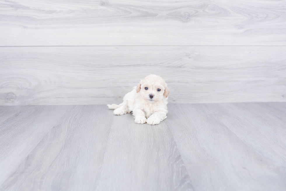 Adorable Maltese Poodle Poodle Mix Puppy