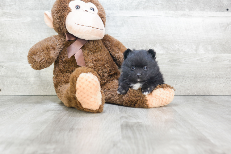 Funny Pomeranian Purebred Pup