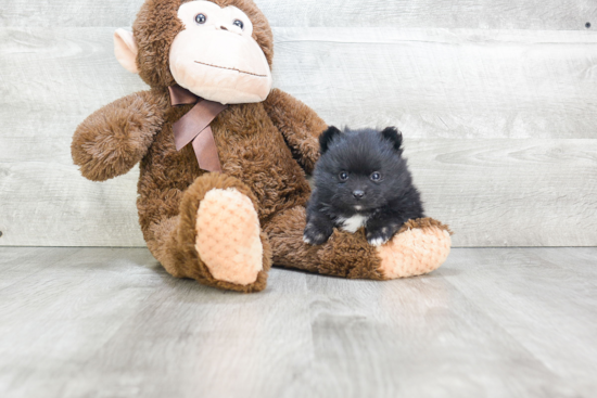 Funny Pomeranian Purebred Pup