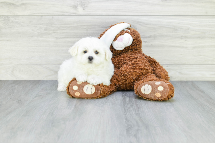 Cute Maltipoo Baby
