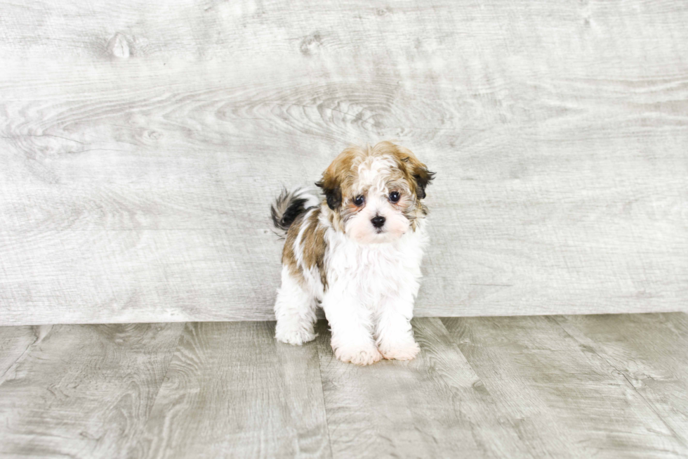 Best Havanese Baby