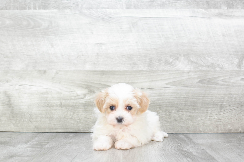 Maltipoo Puppy for Adoption