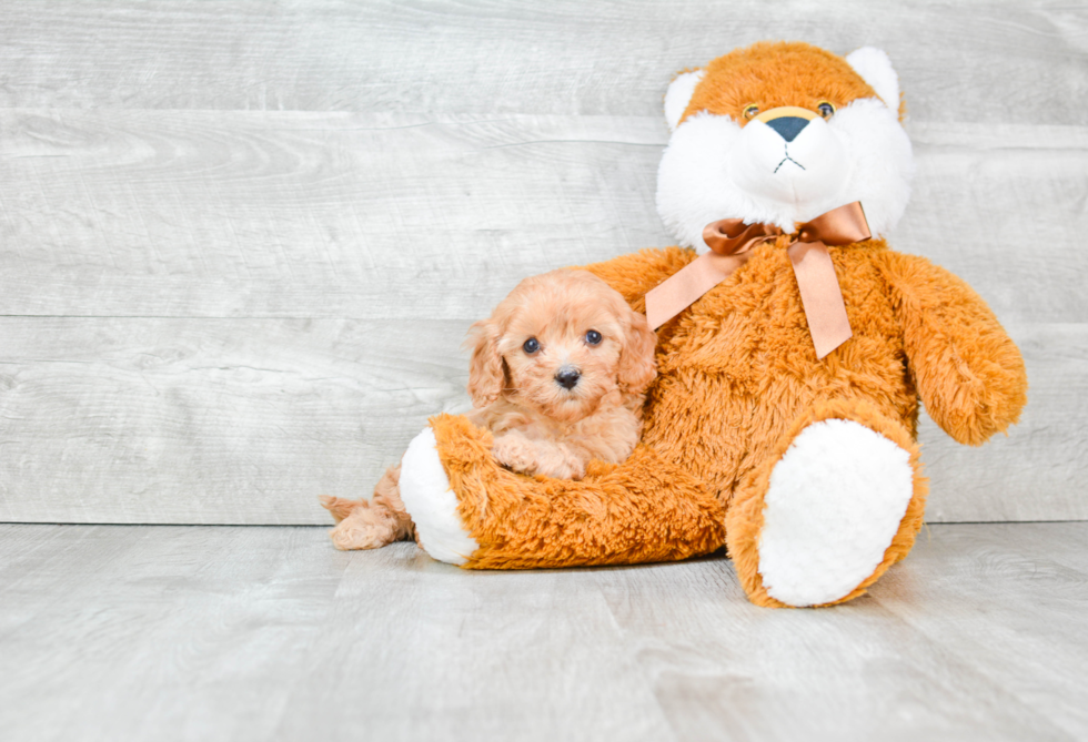 Cavapoo Puppy for Adoption