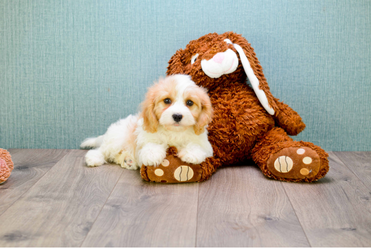 Friendly Cavachon Baby