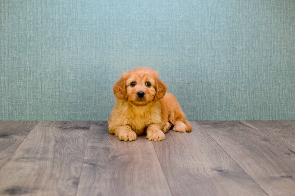 Happy Mini Goldendoodle Baby