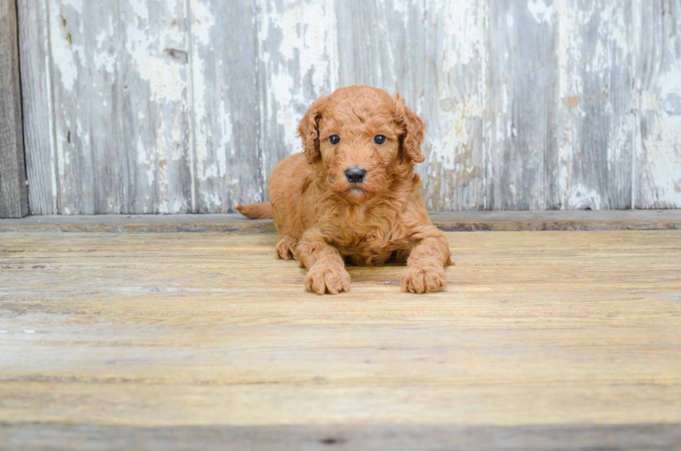 Small Mini Goldendoodle Baby