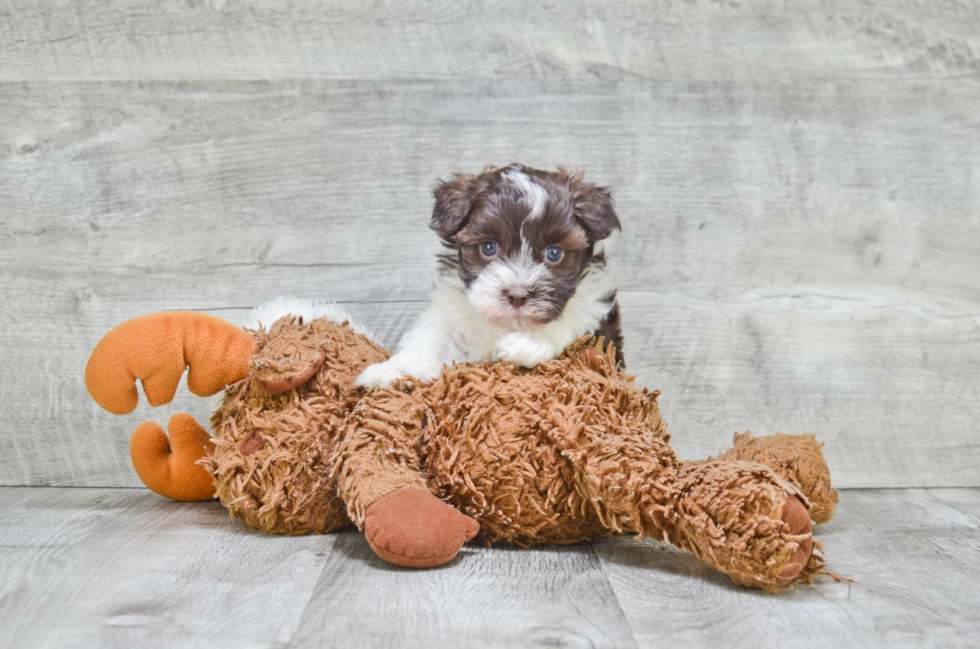 Havanese Puppy for Adoption