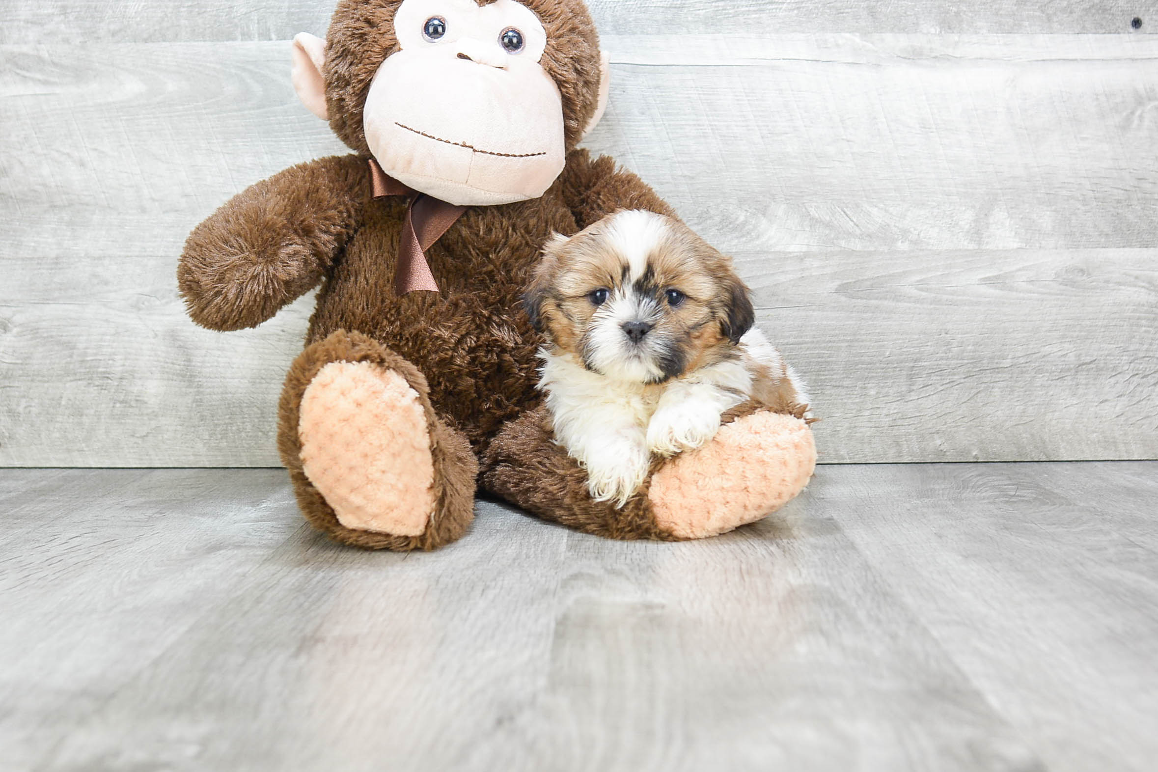 Teddy Bear Pup Being Cute