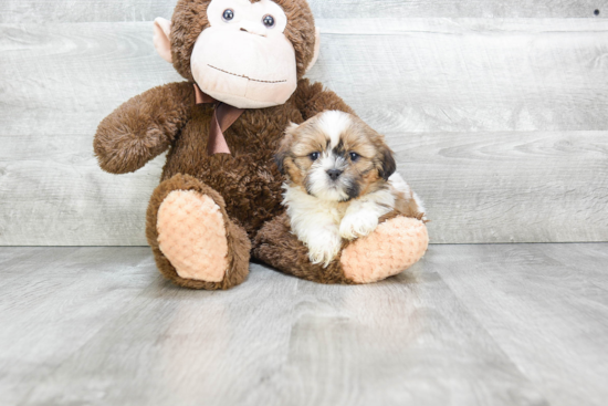 Teddy Bear Pup Being Cute