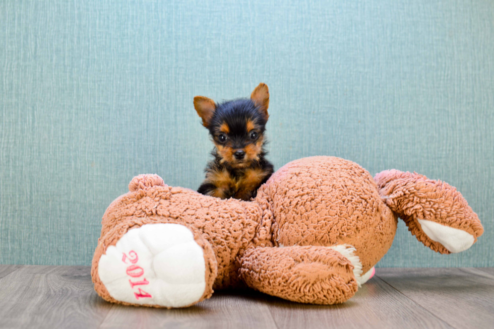 Meet Minnie - our Yorkshire Terrier Puppy Photo 