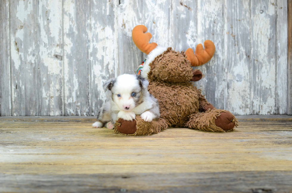 Mini Aussiedoodle Pup Being Cute