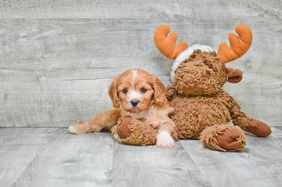 Popular Cavapoo Poodle Mix Pup