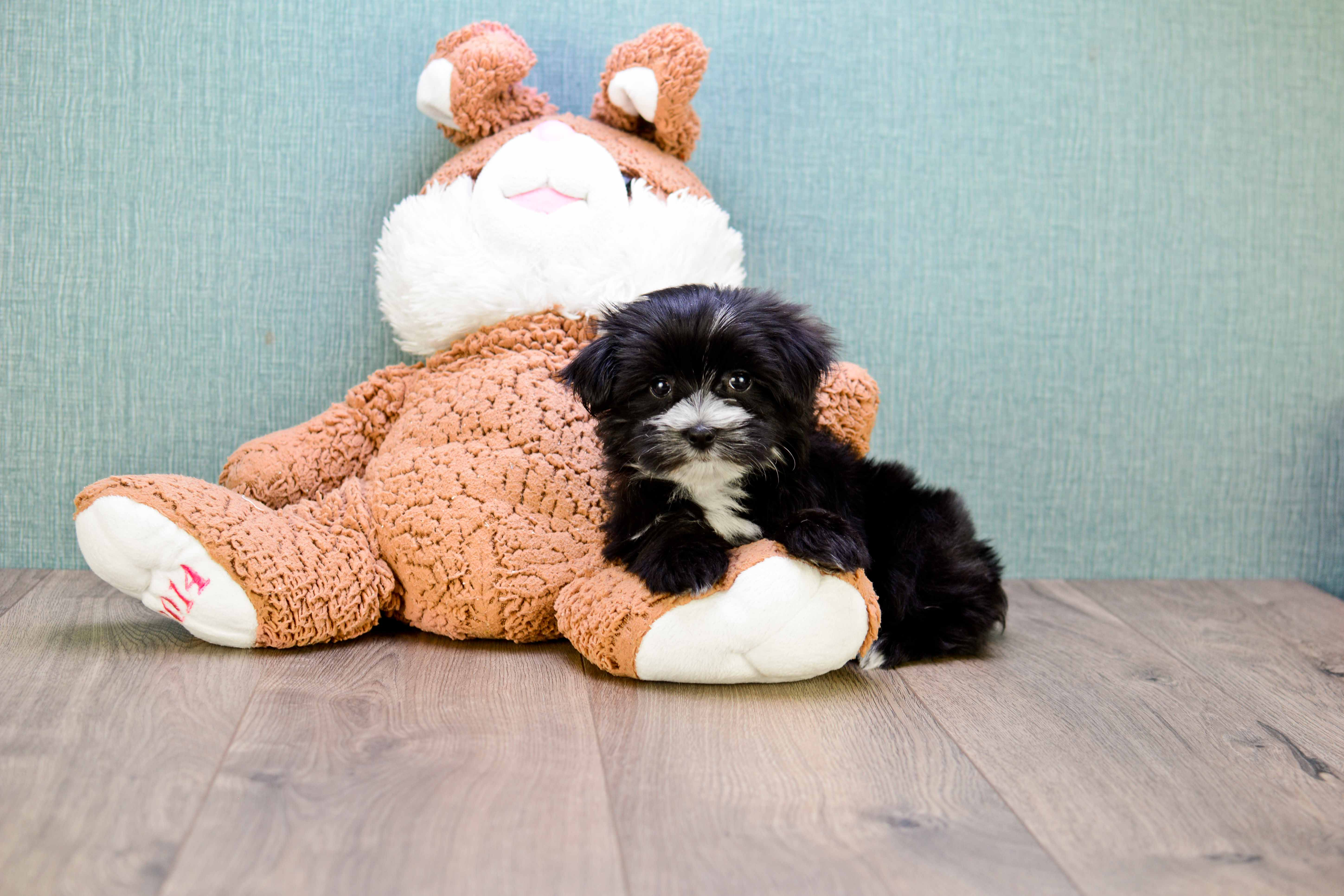 Happy Morkie Baby