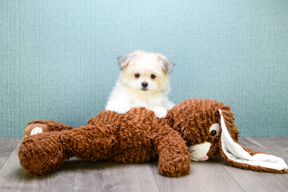 Maltipom Pup Being Cute