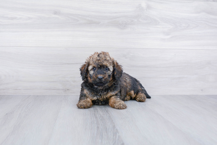 Happy Mini Bernedoodle Baby