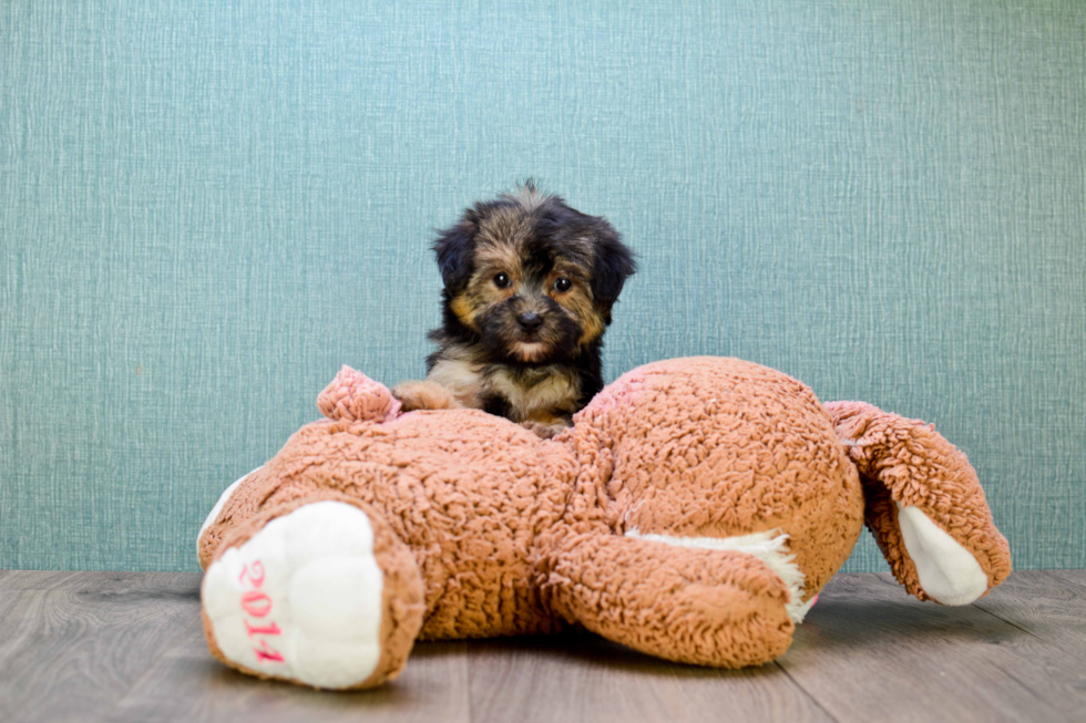 Yorkie Poo Pup Being Cute