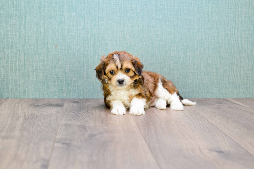 Popular Cavachon Designer Pup