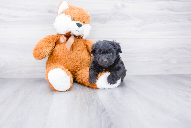 Mini Aussiedoodle Puppy for Adoption