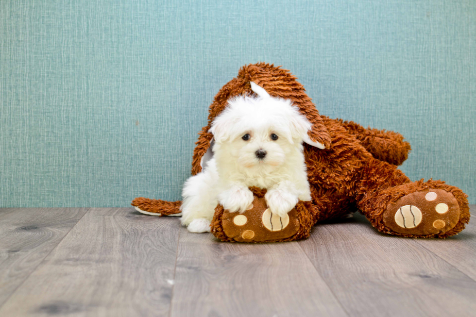 Cute Maltese Purebred Puppy