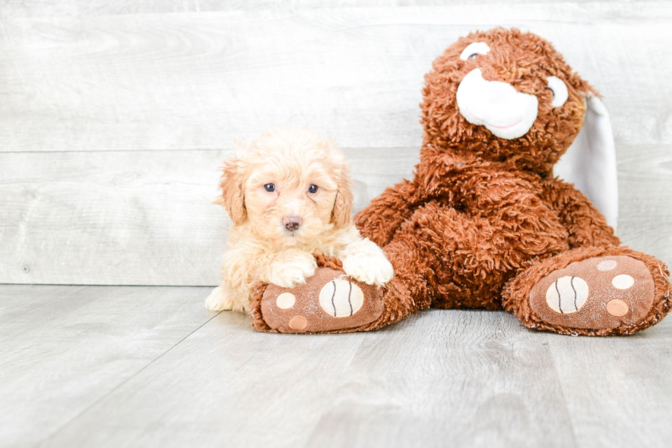 Happy Teddy Bear Baby