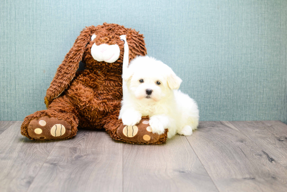 Funny Maltese Purebred Pup