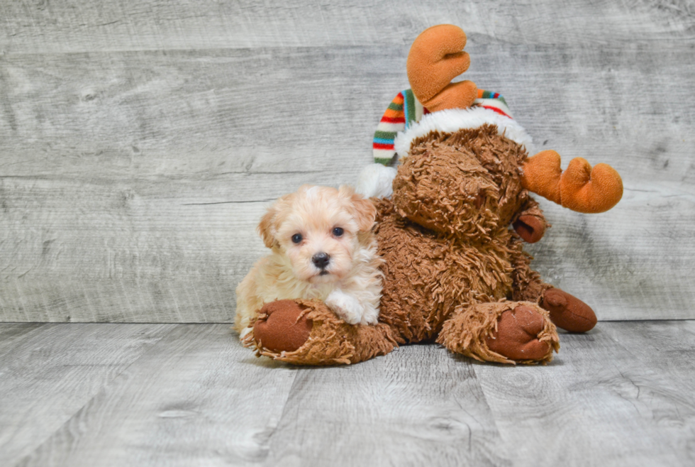 Smart Maltipoo Poodle Mix Pup