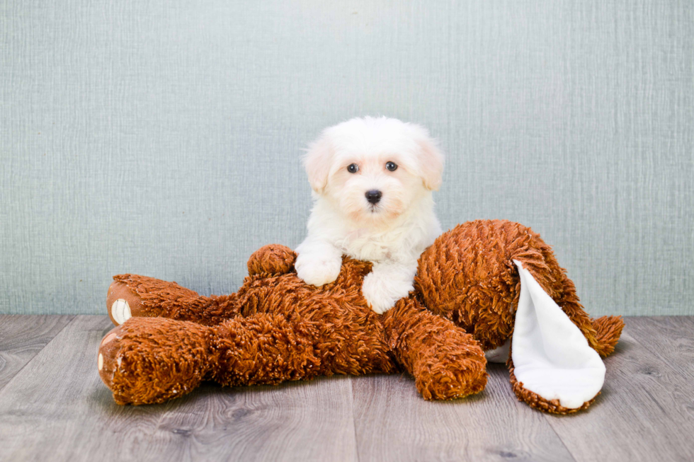 Maltipoo Pup Being Cute