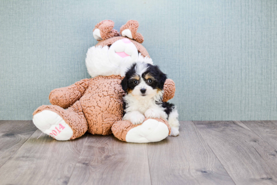 Cavachon Pup Being Cute