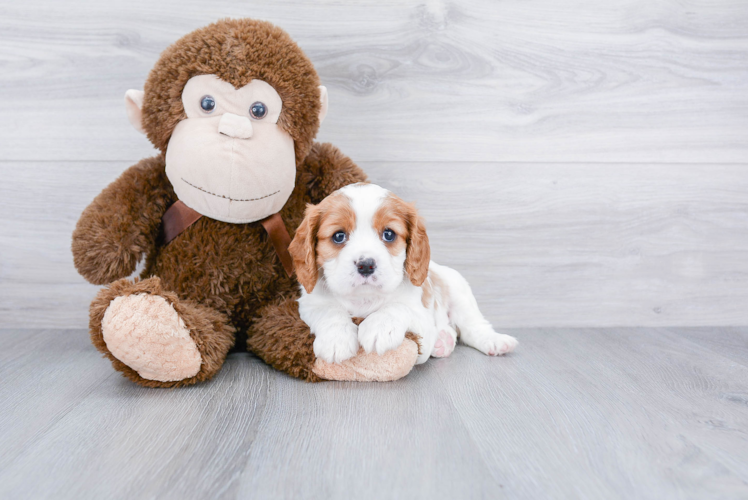 Best Cavalier King Charles Spaniel Baby