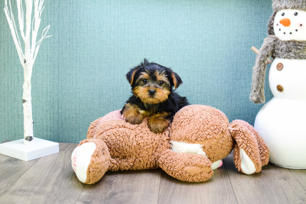 Meet Snickers - our Yorkshire Terrier Puppy Photo 