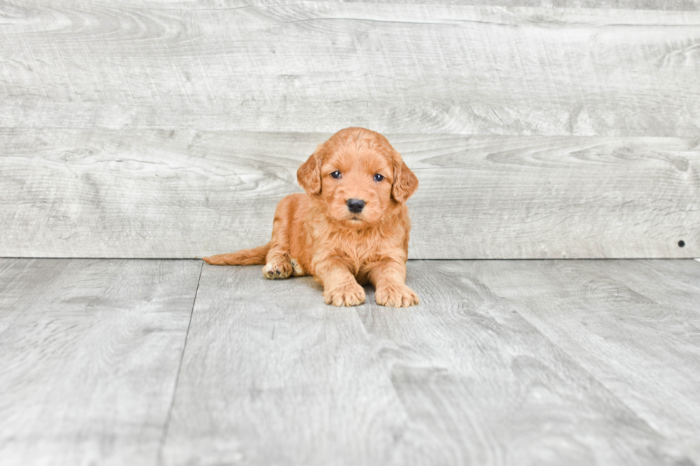 Best Mini Goldendoodle Baby