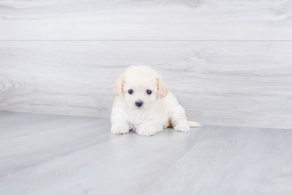 Fluffy Maltipoo Poodle Mix Pup