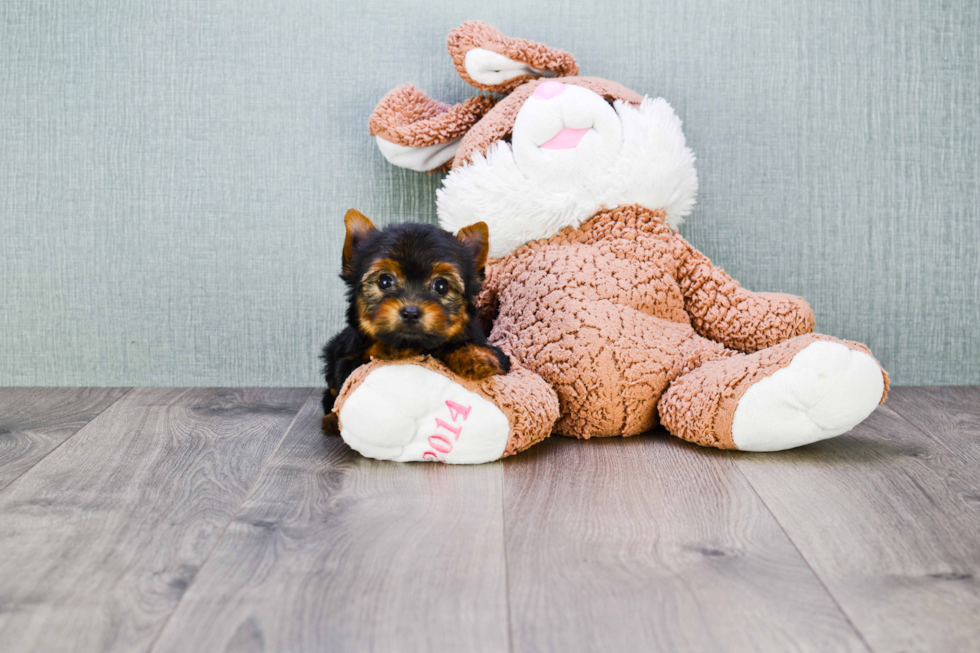 Meet Tinkerbell - our Yorkshire Terrier Puppy Photo 