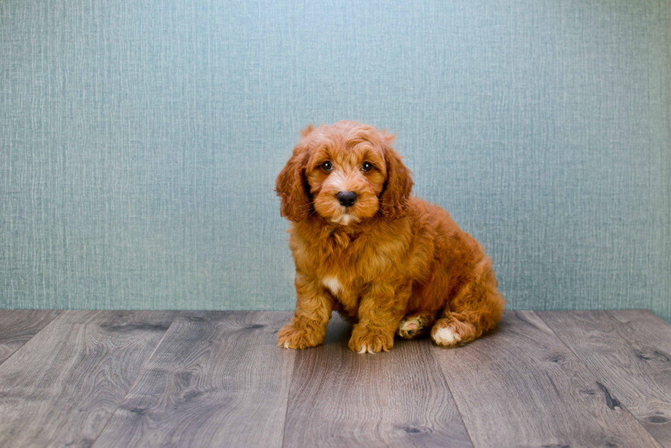 Little Golden Retriever Poodle Mix Puppy