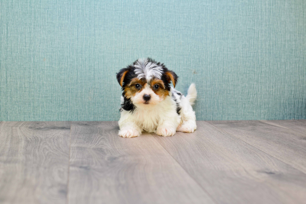 Meet Diddy - our Yorkshire Terrier Puppy Photo 