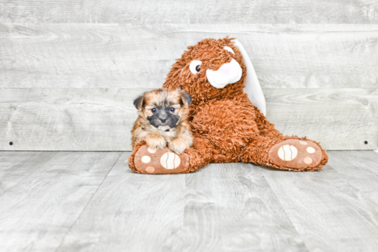 Cute Morkie Baby