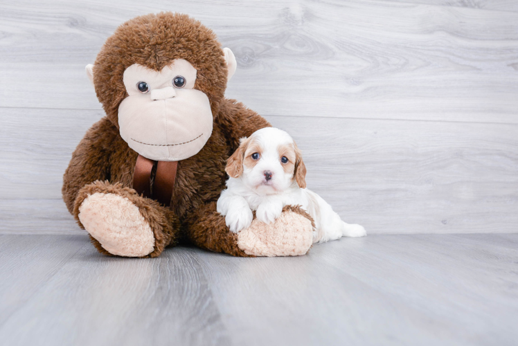 Best Cavapoo Baby