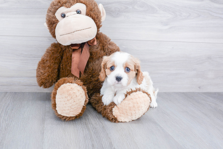 Sweet Cavalier King Charles Spaniel Purebred Puppy