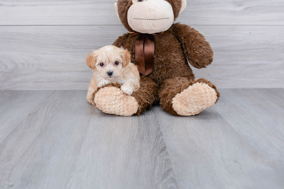 Energetic Maltese Poodle Poodle Mix Puppy