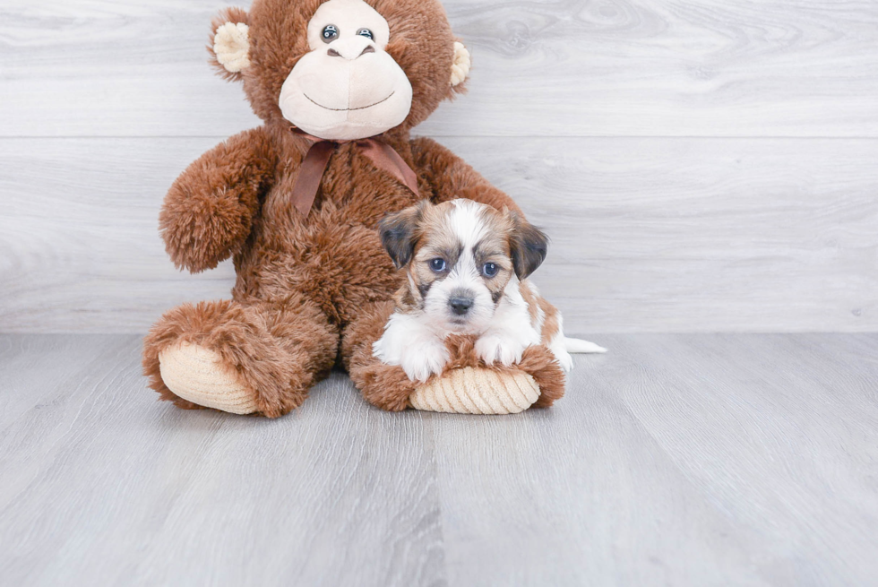 Popular Teddy Bear Designer Pup