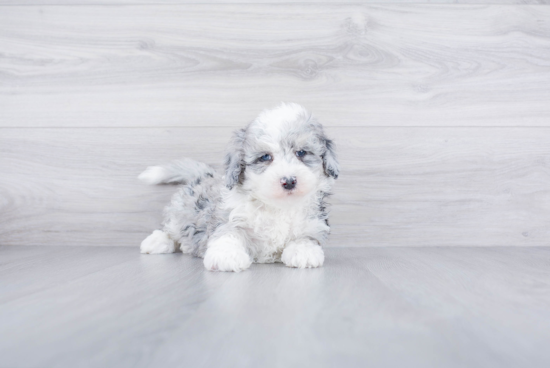 Happy Mini Sheepadoodle Baby